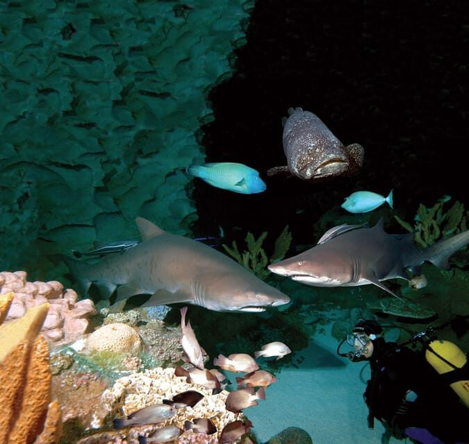 Kuala Lumpur: Aquaria KLCC Entry Ticket - Value and price: is $14 a fair deal?