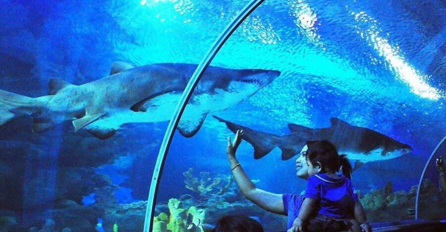 Kuala Lumpur: Aquaria KLCC Entry Ticket - The main route: from first tanks to the 90-meter tunnel
