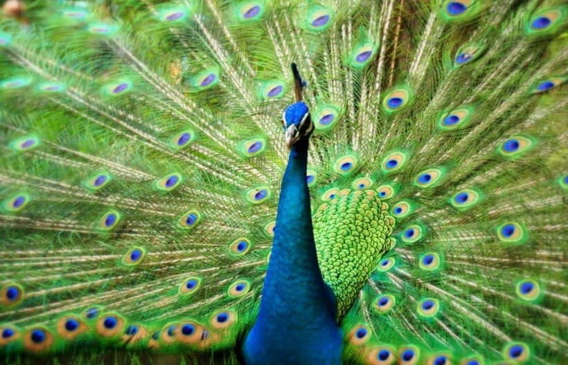 Kuala Lumpur: Bird Park, Butterfly & Garden Private Tour - Key highlights worth planning for