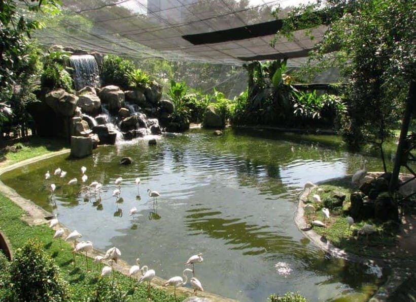 Kuala Lumpur: Bird Park, Butterfly & Garden Private Tour - The Bird Park experience: walk-in aviary + bird shows