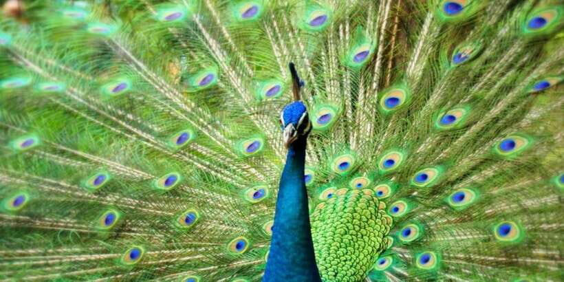 Kuala Lumpur: Bird Park, Butterfly & Garden Private Tour - Private transfers and what $79 really covers