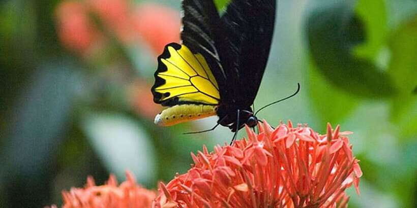 Kuala Lumpur: Bird Park, Butterfly & Garden Private Tour - Who this tour suits best