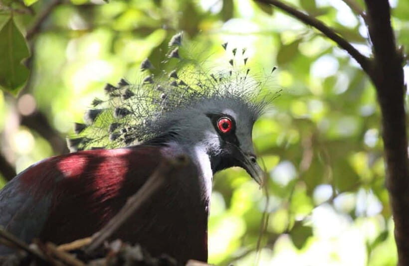 Kuala Lumpur: Bird Park, Butterfly & Garden Private Tour - Should you book the Kuala Lumpur Bird Park, Butterfly & Garden Private Tour?
