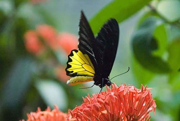 Kuala Lumpur: Bird Park, Butterfly & Garden Private Tour - Butterfly Park encounters: landing butterflies and cocoons you can watch