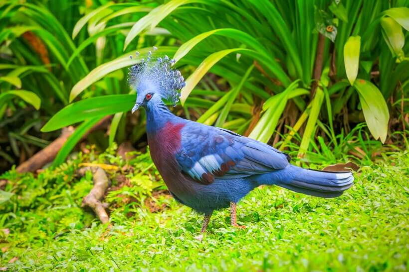 Kuala Lumpur: Bird Park Day Ticket & 1-Way Transfer - Key things to know before you go