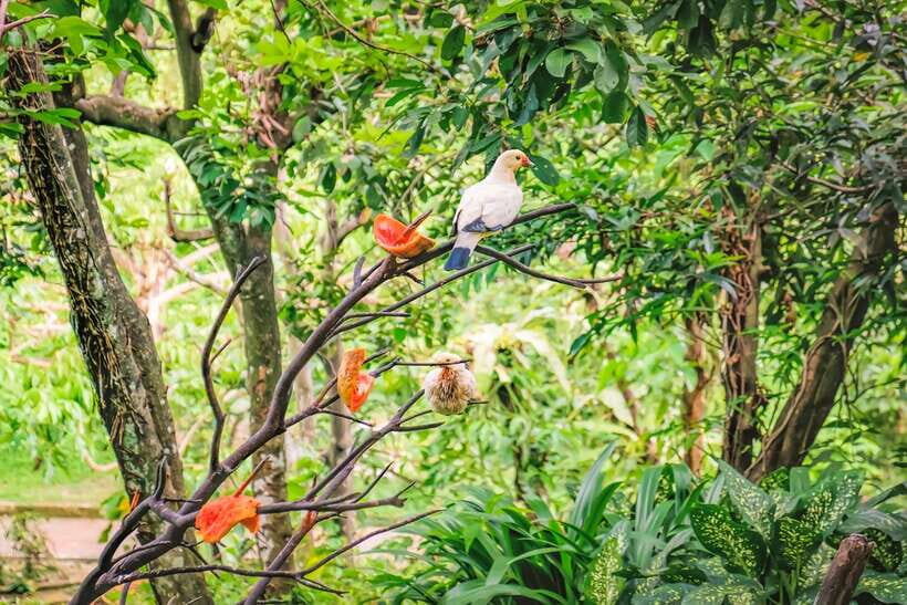 Kuala Lumpur: Bird Park Day Ticket & 1-Way Transfer - Why this Bird Park feels different from a standard zoo