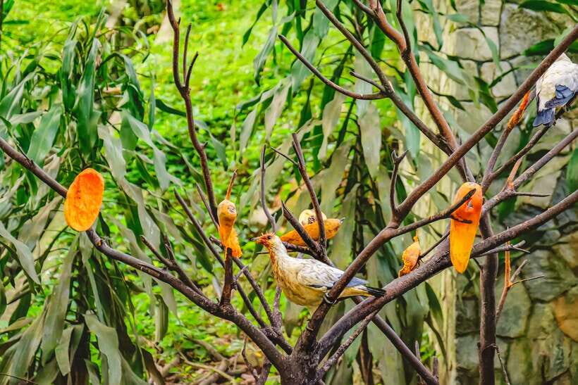 Kuala Lumpur: Bird Park Day Ticket & 1-Way Transfer - Entering the free-flight zones (Zones 1–3) and finding Hornbill Park