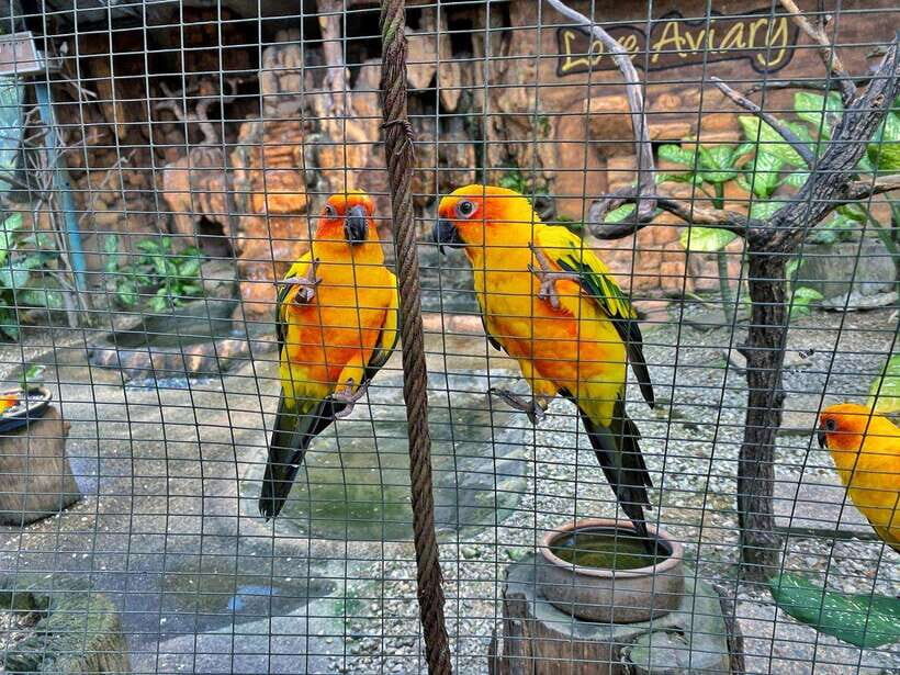 Kuala Lumpur: Bird Park Day Ticket & 1-Way Transfer - Zone 4 mini aviaries: the quieter contrast to free-flight