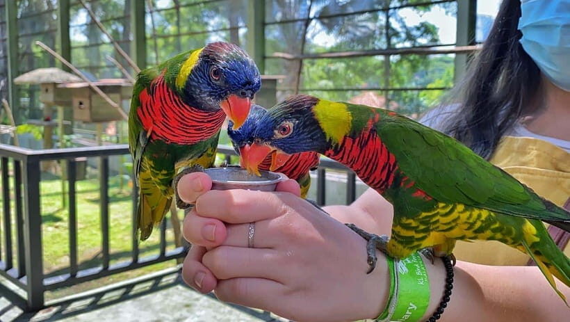 Kuala Lumpur: Bird Park Day Ticket & 1-Way Transfer - Park rules that affect comfort (and what not to bring)