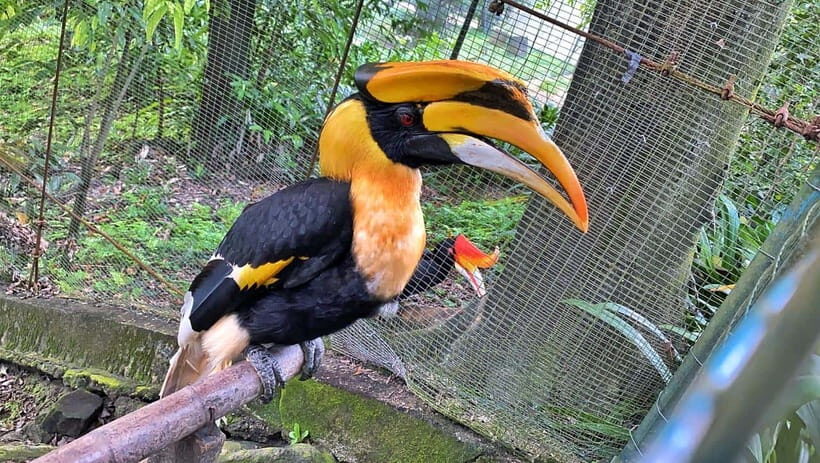 Kuala Lumpur: Bird Park Day Ticket & 1-Way Transfer - Group ride reality: what the transfer feels like in practice