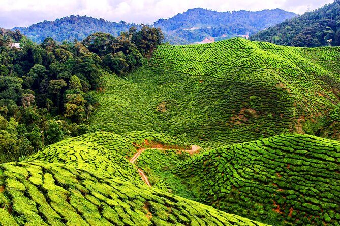 Kuala Lumpur: Cameron Highlands & Batu Caves Private Day Tour - Tanah Rata for lunch and Brinchang for Orang Asli culture