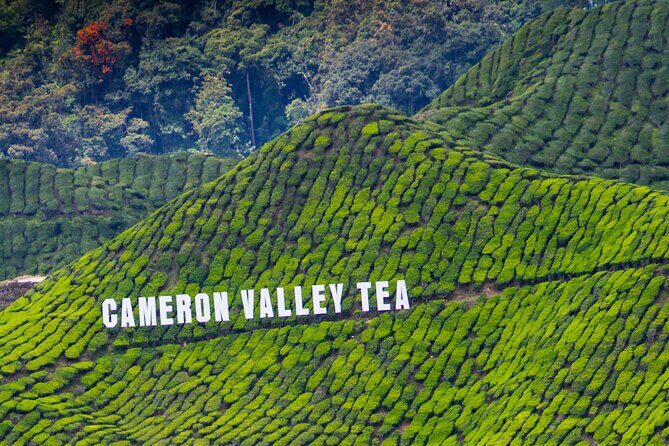 Kuala Lumpur: Cameron Highlands & Batu Caves Private Day Tour - Cactus Valley: a change of pace between tea and temples