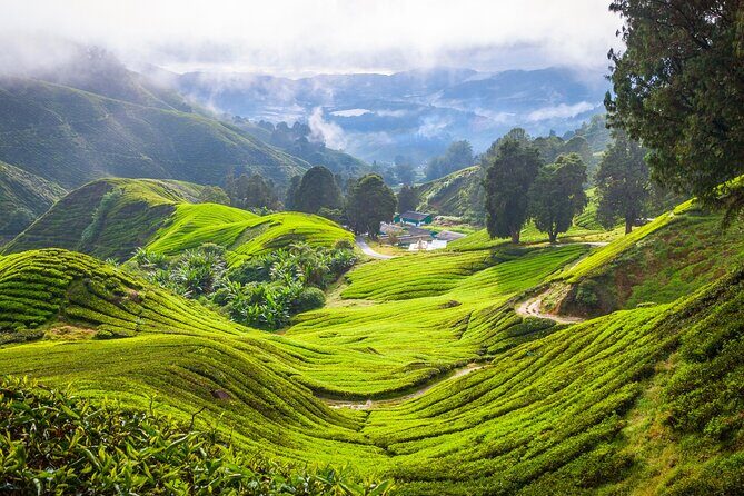 Kuala Lumpur: Cameron Highlands & Batu Caves Private Day Tour - Private transport and pacing: why the full day feels manageable