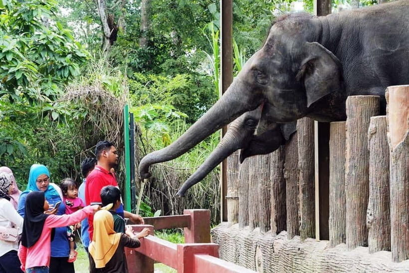 Kuala Lumpur Day Tour: Batu Caves & Elephant Sanctuary - Temple Cave Highlights: Shrines, Carvings, and Limestone Drama
