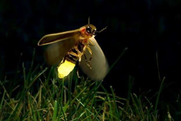 Kuala Lumpur: Fireflies & Blue Tears Tour with Seafood Meal - Key highlights worth planning around
