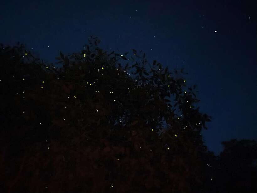 Kuala Lumpur: Kuala Selangor Fireflies and Blue Tears Tour - Key Points You’ll Care About