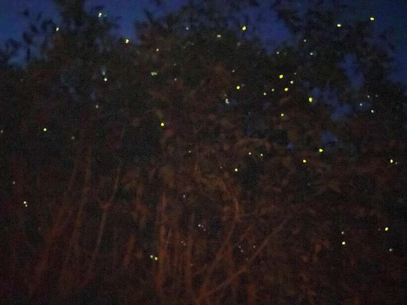 Kuala Lumpur: Kuala Selangor Fireflies and Blue Tears Tour - From Kota Melawati to Night Water: How the Tour Actually Feels