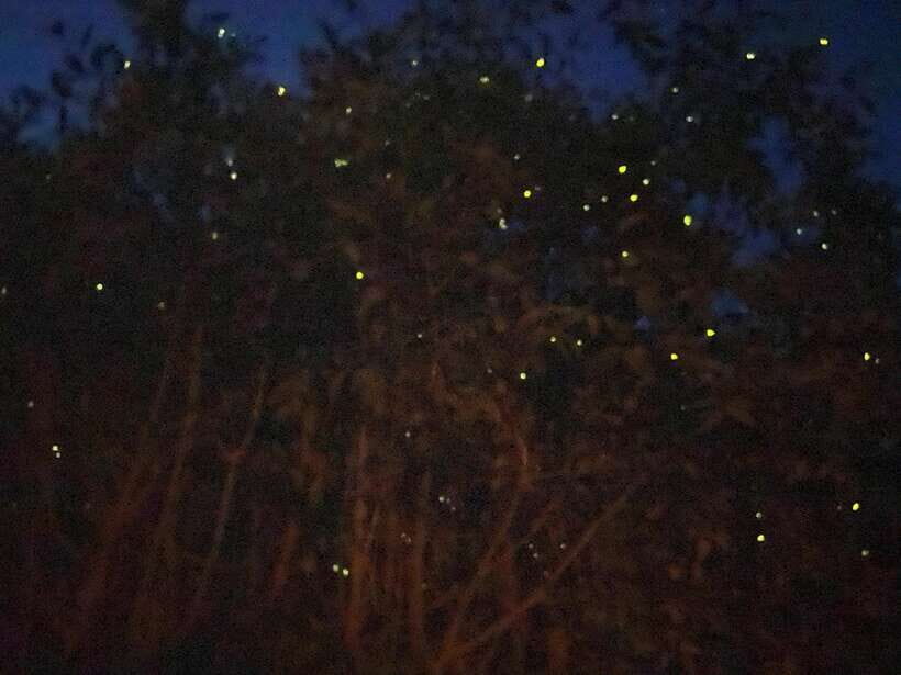 Kuala Lumpur: Kuala Selangor Fireflies and Blue Tears Tour - Monkey Mountain Time: Silvered Leaf Monkeys and Macaques