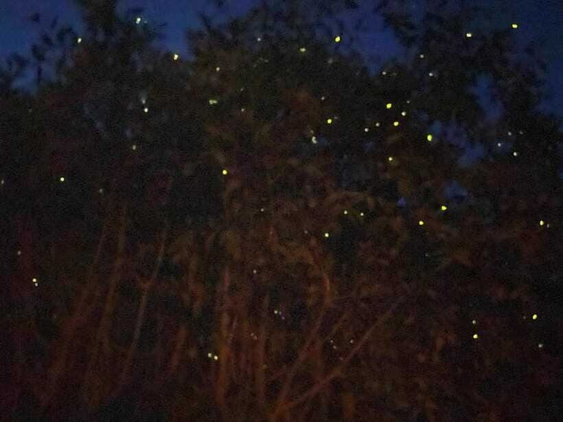 Kuala Lumpur: Kuala Selangor Fireflies and Blue Tears Tour - Firefly River Cruise: The World’s Largest Colony Moment