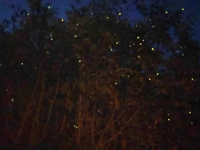 Kuala Lumpur: Kuala Selangor Fireflies and Blue Tears Tour - Price and Value: Is About $79 Fair?
