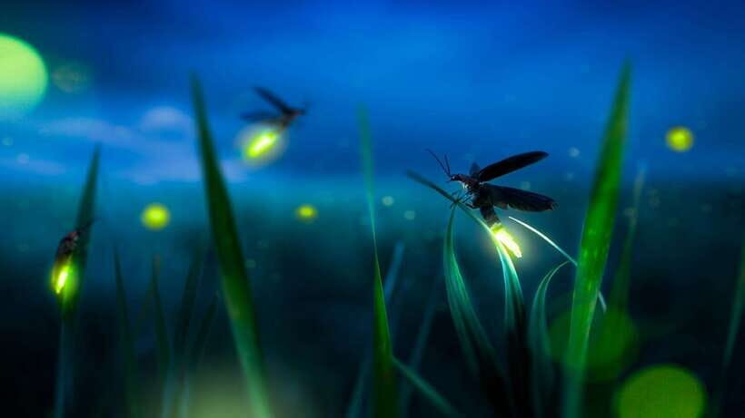 Kuala Lumpur: Kuala Selangor Firefly Tour and Dinner - Price and logistics: does $106 feel fair for what you get?