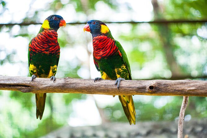 Kuala Lumpur Private Half-Day Family Tour of Nature, Birds and Butterflies - A 4-Hour Family Wildlife Loop in the Heart of KL