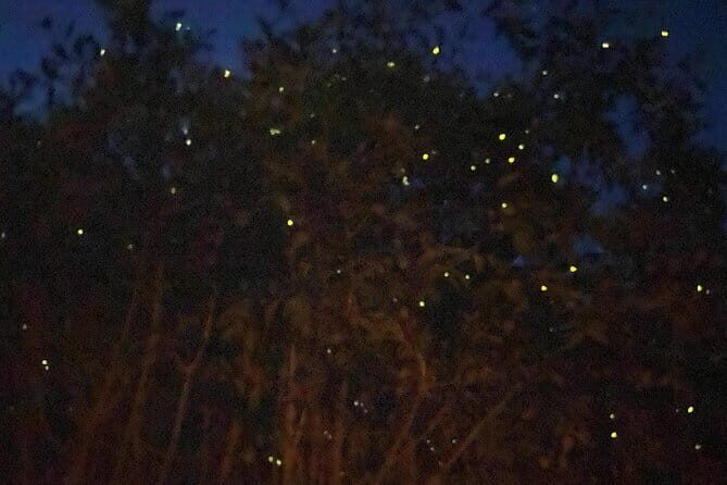 Kuala Selangor Fireflies and Blue Tears Tour with Dinner (SIC) - Key highlights at a glance
