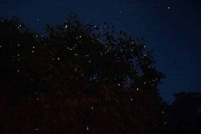Kuala Selangor Fireflies and Blue Tears Tour with Dinner (SIC) - Why Kuala Selangor’s fireflies and Blue Tears are such a big draw