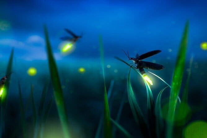Kuala Selangor Firefly Blinkings Private Tour with Seafood Dinner - Bukit Melawati and Altingsburg Lighthouse: Your Daytime Setup for Night Magic