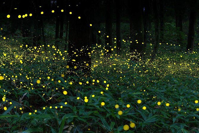 Magical Fireflies Tour - Sungai Buloh and a temple stop: a quick culture break, but timing matters