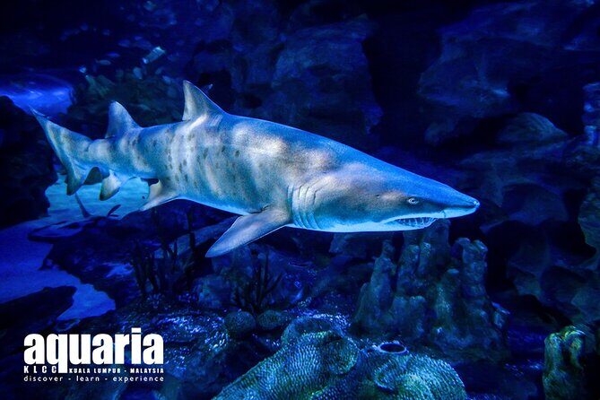 Malaysia: Aquaria KLCC Entry Ticket - Ticket type and mobile entry: what to expect