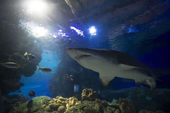 Malaysia: Aquaria KLCC Entry Ticket - Price and value: is $18.52 a good deal?