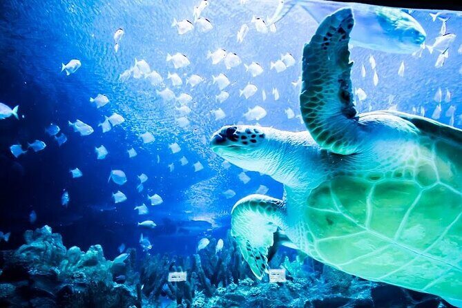 Malaysia: Aquaria KLCC Entry Ticket - Sharks, rays, turtles: how to enjoy the exhibit flow