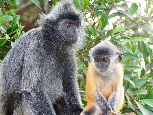 Monkey Hill, Eagle and Firefly Tour - From Kuala Lumpur to Quiet Kuala Selangor: Timing That Works