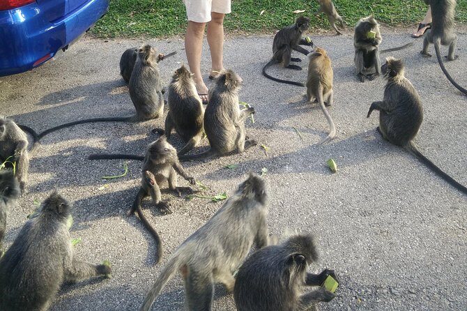 Monkey Hill, Eagle &Firefly Tour+Free Batu Caves Visit.(Per Car) - Firefly Boat Trip in Kuala Selangor Mangroves: The Main Event