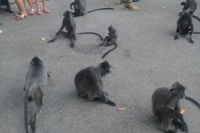 Monkey Hill, Eagle &Firefly Tour+Free Batu Caves Visit.(Per Car) - Bukit Melawati and Monkey Hill: Silvered-Leaf Monkeys Up Close