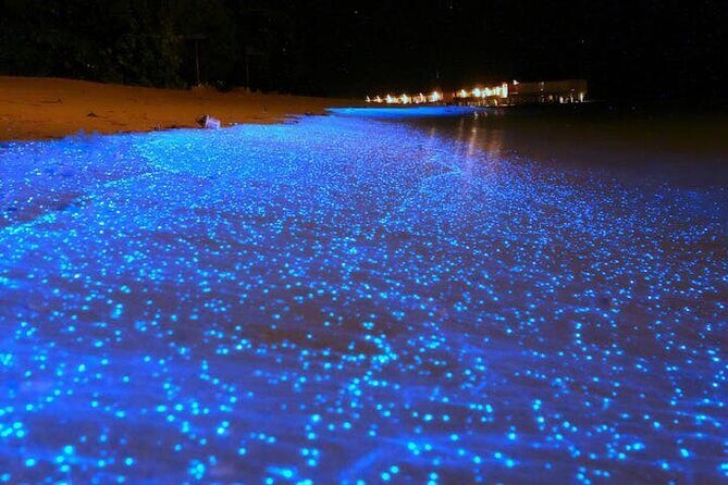 Mystical Nights: Fireflies & Blue Tears Adventure - Key highlights you should know