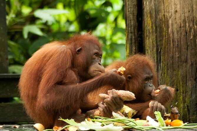 Orang Utan Island and Perak Tong Cave From Kuala Lumpur - Key things to know before you go