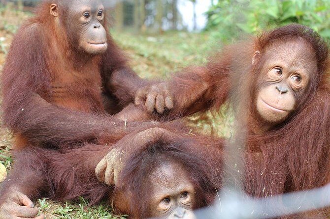 Orang Utan Island and Perak Tong Cave From Kuala Lumpur - How the KL schedule works: pickup, ferry, and time blocks