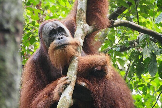 Orang Utan Island and Perak Tong Cave Temple Day Tour from Kuala Lumpur - Ferry + lunch + comfort: the small things that keep the day from feeling brutal