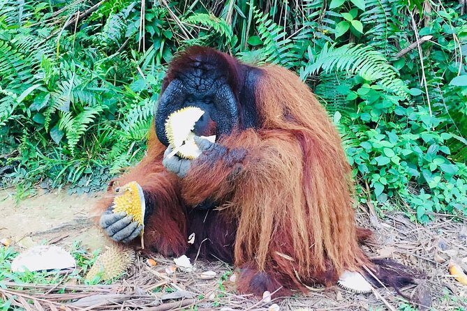 Orang Utan Island and Perak Tong Cave Temple Day Tour from Kuala Lumpur - Price and value: what $132 includes (and why it matters)
