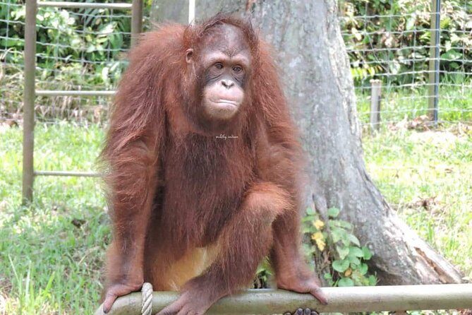 Orang Utan Island and Perak Tong Cave Temple Day Tour from Kuala Lumpur - Tips to make your day smoother (so you enjoy it more)