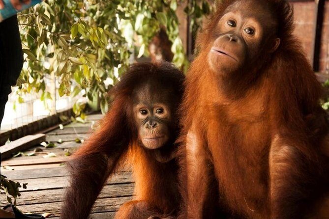 Orang Utan Island and Perak Tong Cave Temple Day Tour from Kuala Lumpur - Orang Utan Island, Bukit Merah: what you’ll notice when you’re there