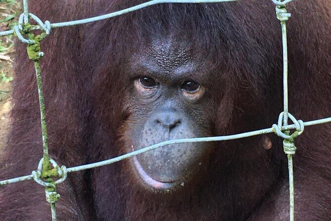 Orang Utan Island Day Tour - Price and Value: What $101 Buys You (and What It Doesn’t)