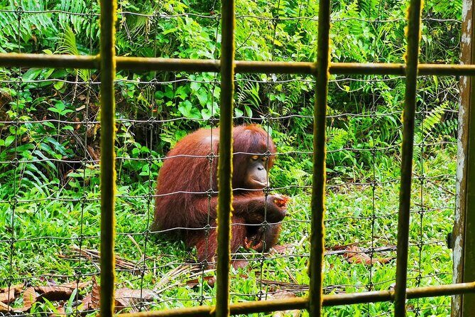 Orang Utan Island Day Tour (Bukit Merah) - Lunch and pacing: what to expect from a 12-hour day