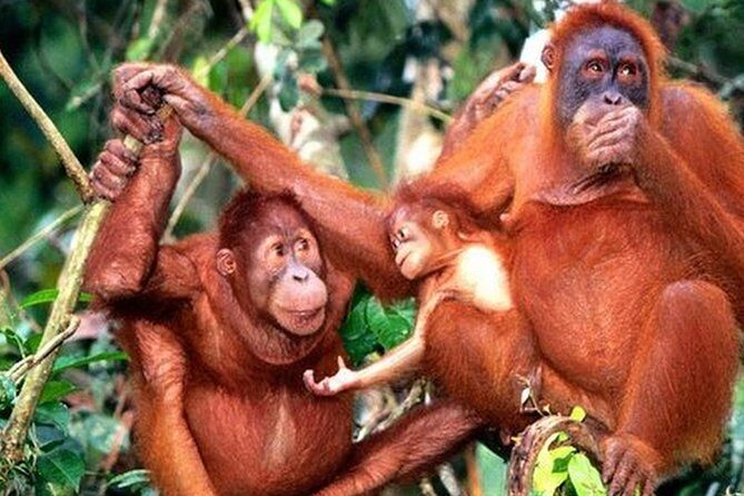 Orang Utan Island Day Tour (Private) - Key highlights at a glance