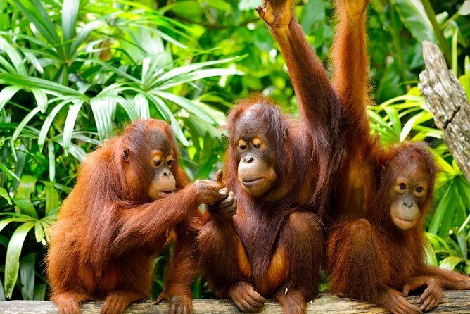Orang Utan Island Day Tour (Private) - The drive out of Kuala Lumpur: long, yes, but scenic
