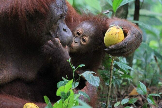 Orang Utan Island Day Tour (Private) - Price and value: $101 for a private day that does the hard parts for you