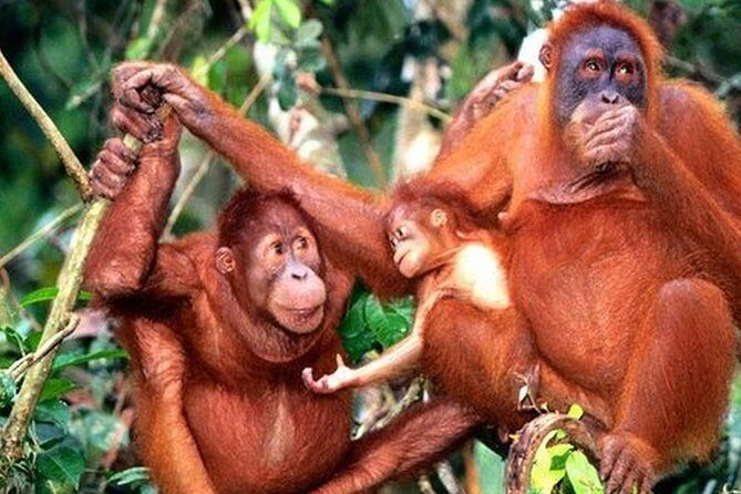 Orang Utan Island Day Tour - Bukit Merah Orang Utan Island: The Main Event