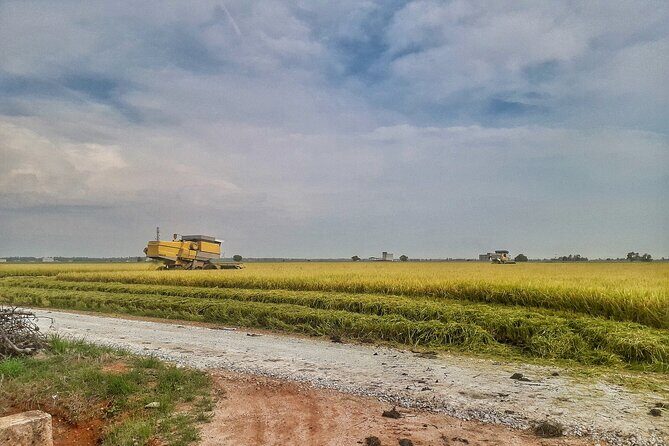 Paddy Field, Fishing Village Sekinchan DAY Tour Lunch (SIC-Shared/Join In Tour) - Bagan Fishing Village: Jetty Walk and Catch-of-the-Day Energy